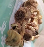 方家铺子中华老字号 姬松茸150g巴西菇煲汤菌菇火锅食材 实拍图