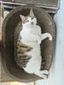 洁客猫砂豆腐膨润土懒人纳米除臭混合猫砂2.4kg*1袋 实拍图