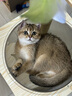 宠非凡主食猫条0添加0诱食剂幼猫猫咪成猫零食鱼油猫条100支多拼口味 实拍图