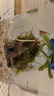 云峰海瑞黑壳虾清洁虾观赏虾 鱼缸水族箱水草缸清洁除藻淡水 【漂亮清洁虾】全家福套餐1 实拍图