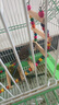 豪蚨虎皮鹦鹉说话小鸟活物观赏鸟宠物牡丹小太阳亲人玄风鹦鹉豪蚨 绿+蓝虎皮一对（一公一母） 实拍图
