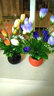 花艺赫家饰仿真花郁金香塑料花小盆栽室内家居餐桌摆件客厅办公桌装饰假花 橙色玉兰苞+黑色花瓶套装 实拍图
