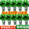 双盟绿萝盆栽除甲醛花卉绿植办公室新房净化空气 120款10盆源头直发 实拍图
