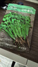 寿禾 香菜种子苗小叶春四季盆栽菜种籽 潍丰小叶香菜种子15g约2900粒 实拍图