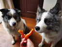 麦富迪 宠物狗狗零食 成犬幼犬训狗奖励牛肉棒1200g 实拍图