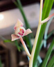 植物多菌灵杀菌剂花卉专用除菌花病康喷剂白粉病炭疽病杀虫剂 3瓶【1500ml】带喷头 实拍图