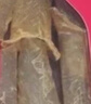 同仁堂品牌北京同仁堂黄花胶100g礼盒鱼胶干花胶可做八宝花胶粥即食鱼胶 实拍图