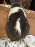 愛肯拿（ACANA）猫粮 海洋盛宴成猫幼猫粮 全价无谷原装进口鱼肉粮1.8kg效期26/4 实拍图