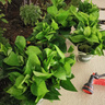 双盟绿萝盆栽除甲醛花卉绿植办公室新房净化空气 120款10盆源头直发 实拍图