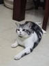 LEGENDSANDY蓝氏全价猫粮成猫幼猫生骨肉冻干粮猎鸟乳鸽系列 猎宴火鸡1.5kg*3 实拍图