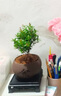 开时果 小叶赤楠盆景摆件 办公室桌面绿植花卉好养盆栽植物源头直发包邮 【推荐款】哥窑浅绿盆+苔藓+底座 实拍图