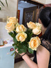 云南鲜花批发品质玫瑰百合水养鲜切花送女友生日礼物源头直发 香槟（蜜桃雪山）-20支 【任选2件—不收运費】 实拍图