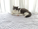 皇家皇家室内成猫粮 I27 通用粮 12月以上 10KG 实拍图