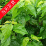 沃绣 新鲜桑叶 现摘大小蚕特嫩桑叶养蚕 蚕卵蚕宝宝食物饲料 桑苗盆栽 新鲜桑叶1斤【买二送一】 实拍图
