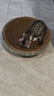 疯狂的主人猫抓板窝碗形大号猫抓盆不掉屑猫窝宠物猫玩具瓦楞纸猫爪板 实拍图