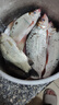 南北 土鲮鱼饵专攻幸运7广东鲮鱼黑坑野钓统杀土鲮料鱼食打窝鱼饵料 南北鲮【花生】120g 实拍图