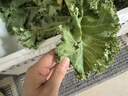新鲜羽衣甘蓝时令西餐沙拉榨汁果汁健康轻食农家甘蓝 【寿光直发】净重1斤 实拍图