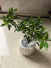 八芽小叶栀子花盆栽开花植物室内桌面茶几好养花卉绿植办公室净化空气 小叶栀子花-陶瓷竖纹盆 带盆栽好 实拍图