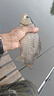 天元邓刚浮钓鲢鳙450g大头鱼饵料鲢鳙鱼饵钓鱼饵料 天元邓刚浮钓鲢鳙450g  1包 实拍图