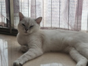 LEGENDSANDY蓝氏全价猫粮成猫幼猫生骨肉冻干粮 猎鸟乳鸽500g 实拍图