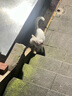 素力高（SolidGold）进口高蛋白金装金素鸡长肉营养成猫幼猫全价猫粮3磅/1.36kg 实拍图