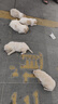 新宠之康 宠物羊奶粉400g狗狗奶粉幼犬新生猫咪奶粉狗狗泰迪金毛 实拍图