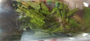 福茗源茶叶绿茶 六安瓜片 特二级雨前2025新茶春茶嫩芽礼盒500g父亲礼物 实拍图