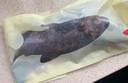渔传播海南冰鲜三去龙趸石斑鱼 净含量450-500g/条鱼类 源头直发 包邮 实拍图
