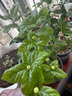 绿之妙圆叶正宗虎头茉莉花盆栽室内浓香花卉重瓣老桩带花苞四季开花植物 虎头茉莉4年苗 不含盆 实拍图