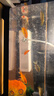 森森 小鲤鱼缸过滤器净水循环三合一内置水族箱过滤系统XQP-500F 6W 实拍图