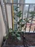 叶之静柠檬树苗 阳台 庭院植物 南方北方种植 果树苗 当年颗结果 香水柠檬 五年大苗当年结果 实拍图