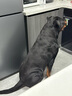 卫仕 亲和配方羊奶粉400g*2新生幼犬猫咪狗狗通用发情期术后营养补充 实拍图