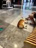 麦富迪 狗粮 冻干双拼鲜肉粮小型犬中大型犬成幼犬通用宠物犬粮 鲜鸡肉益生元|通用犬试吃包300g 实拍图