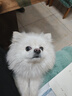 疯狂小狗 狗粮博美专用 宠物幼犬成犬小型犬专用狗粮7.5kg15斤 实拍图