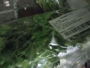 带根香菜100g 实拍图
