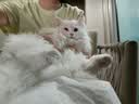 多可特（D-cat）猫砂盆大号半封闭全开放式防外溅缅因巨型特大号猫厕所 【侧入式加大加高】芒果黄35斤内 实拍图