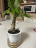 绿有意绿植盆栽多肉花卉盆栽植物室内桌面水培绿植办公室客厅植物懒人 发财树（招财聚福） 实拍图