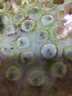 华味仙新鲜湘潭莲蓬 太空水果新鲜当季嫩莲蓬生吃鲜莲子带莲蓬现摘现发 湘潭莲蓬净重3斤(共14-21个） 实拍图