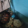 创宁鱼缸渔池循环变频潜水泵 水族箱安静抽水  水陆两用 鱼池假山过滤 升级款【超轻音25W】流量2200-3500L 实拍图