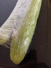 碧水长丝瓜约700g 实拍图