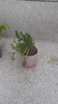 花翁重瓣太阳花苗宿根多年生枝条混色植物盆栽绿植花卉耐晒源头直发 实拍图