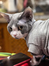 佳乐滋消臭珠猫砂伴侣可混合豆腐猫砂膨润土猫砂使用 淡雅花卉香型450ml 实拍图