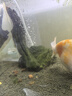 森森鱼缸增氧泵水族箱氧气泵LQE-50家用小型充氧泵3W单孔+全套配件 实拍图