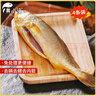 黄小渔宁德三去黄花鱼600g/4条大黄鱼生鲜海鲜水产深海鱼类夜宵烧烤食材 实拍图