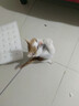 牧灵CFA赛级逗猫棒猫咪玩具自嗨解闷逗猫棒羽毛铃铛替换头小宠物用品 CFA赛级逗猫棒+橘色+彩色羽毛 实拍图