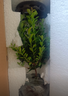 八芽 小叶赤楠盆景摆件室内绿植花卉盆栽老桩客厅办公室桌面好养植物 （【热销款】舍得紫砂盆赤楠+苔藓+底座） 实拍图