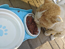 力狼（LILANG）宠物猫粮幼猫成猫零食猫湿粮猫咪猫罐头 金枪鱼+混合口味170g*12罐 实拍图