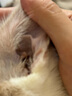 普安特宠物猫咪耳螨狗狗猫咪耳炎耳痒耳臭消炎止痒复方制霉菌素膏欣尔宁 实拍图