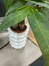 发财树盆栽大植物室内办公室桌面客厅小盆景招财树苗绿植花卉盆栽 三杆发财树 5-8cm【泡泡吸水盆】 【送肥料】 实拍图