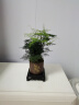 开时果 文竹盆栽桌面摆件盆景 办公室植物竹子水培绿植盆景源头直发包邮 【DY同款】知足常乐盆+苔藓+底座 实拍图